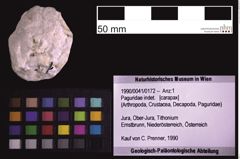 Foto (Objekt + Etiketten) von Paguridae indet. (NHMW-GEO-1990-0041-0172)